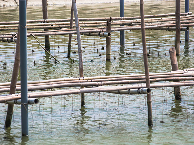 Oyster farming in Qigu Lagoon