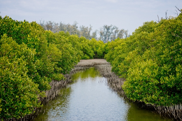 Mangrove ecology