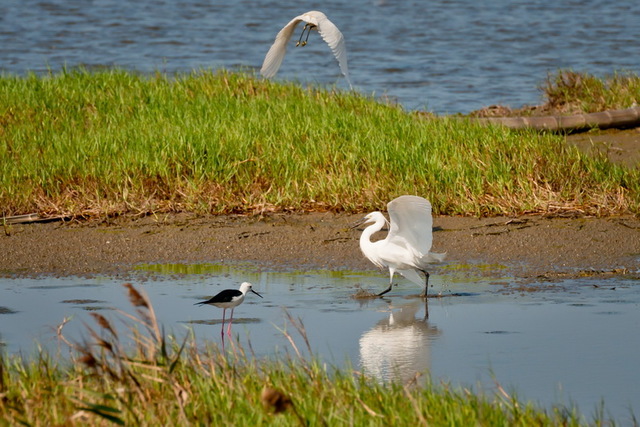 成龍湿地の鳥の生態