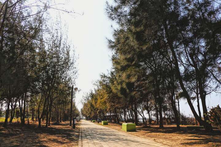 步道兩旁栽種大量木麻黃，不失為居民散步活動的舒適環境