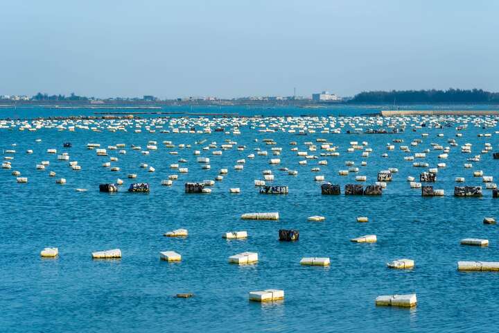 白水湖的水面上遍佈著養殖牡蠣的保麗龍箱及蚵棚