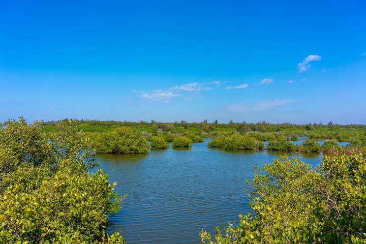 湖口濕地已成為了野生植物的天堂，呈現出物種豐富的濕地生態系