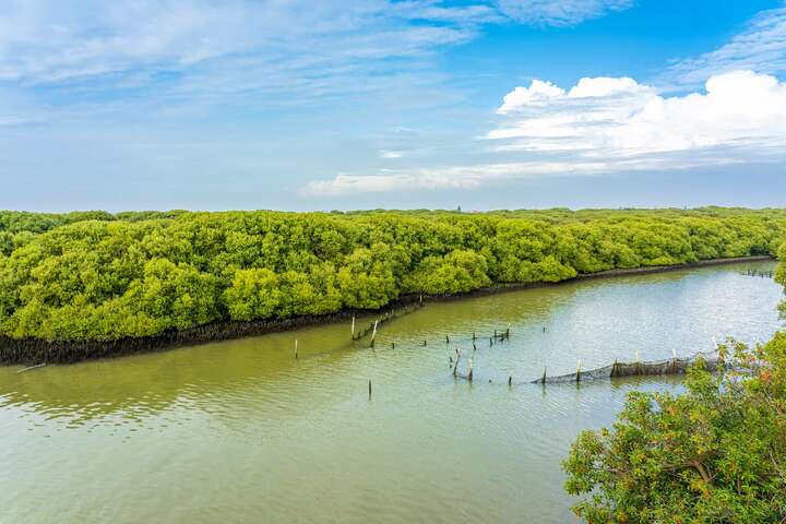 Mangrove Reserve