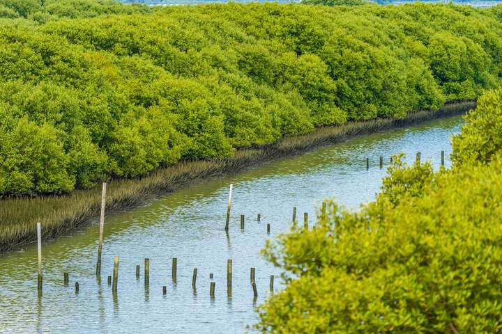七股溪出海口的紅樹林生態以「海茄苳」為主